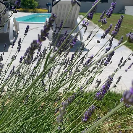 Villa Tony's House In Garden Zadar